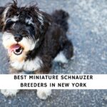 Miniature Schnauzer Breeders in New York