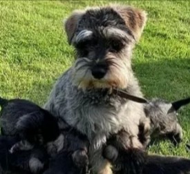 schnauzer breeders