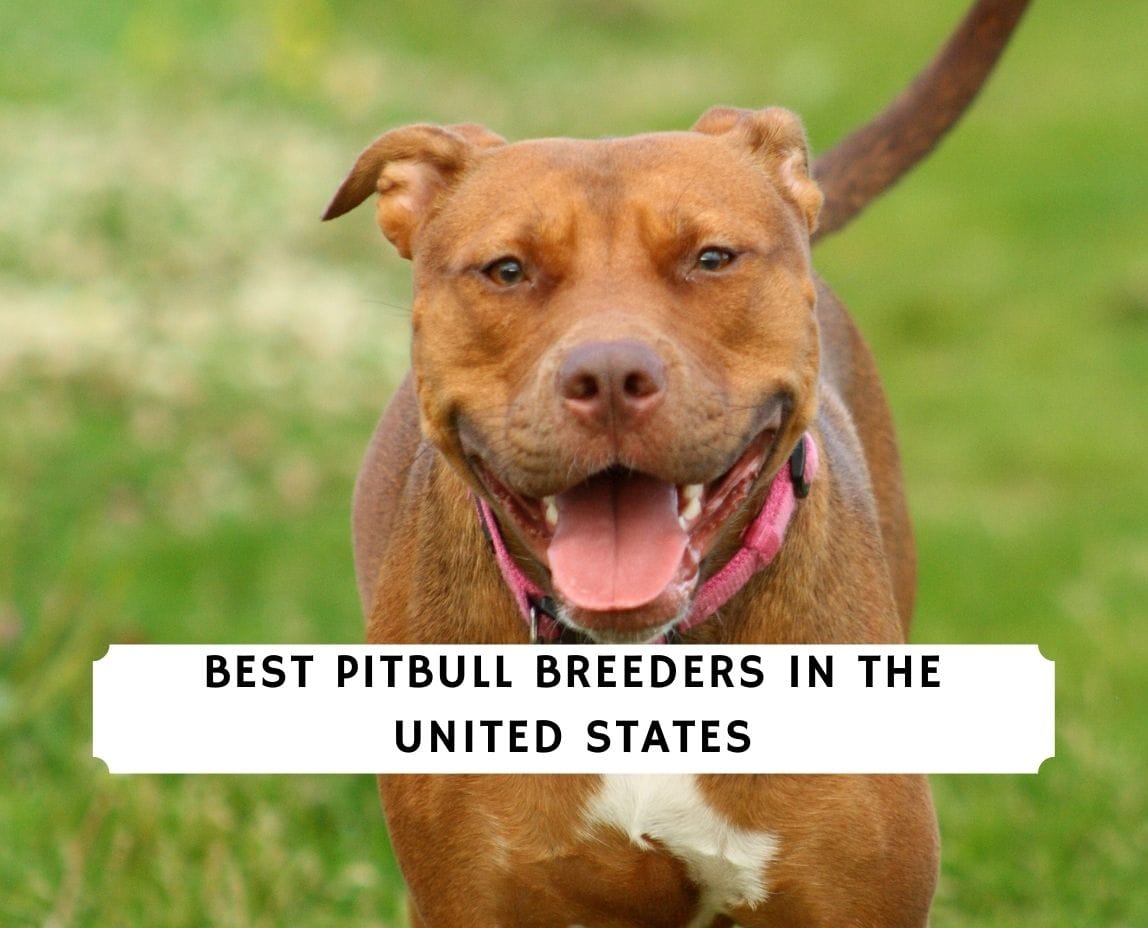 which states allow pit bulls