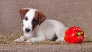 are bell peppers safe for dogs