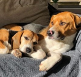 PuppySpot's Beagles for Minnesota