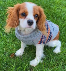 PuppySpot's Cavalier King Charles Spaniel Puppies For Florida