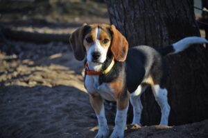 River Bottom Beagles