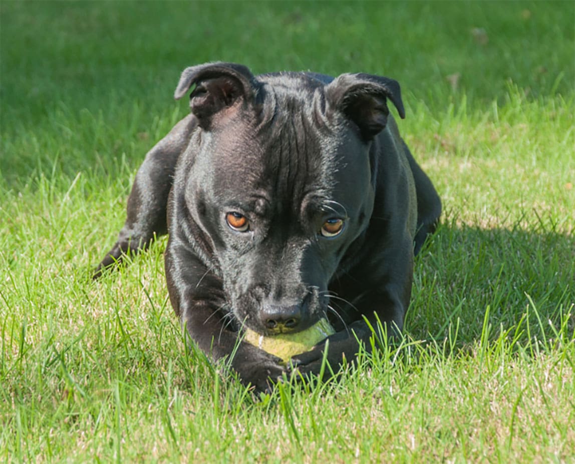 The Black Pitbull