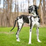 Top Great Dane Breeders in Illinois
