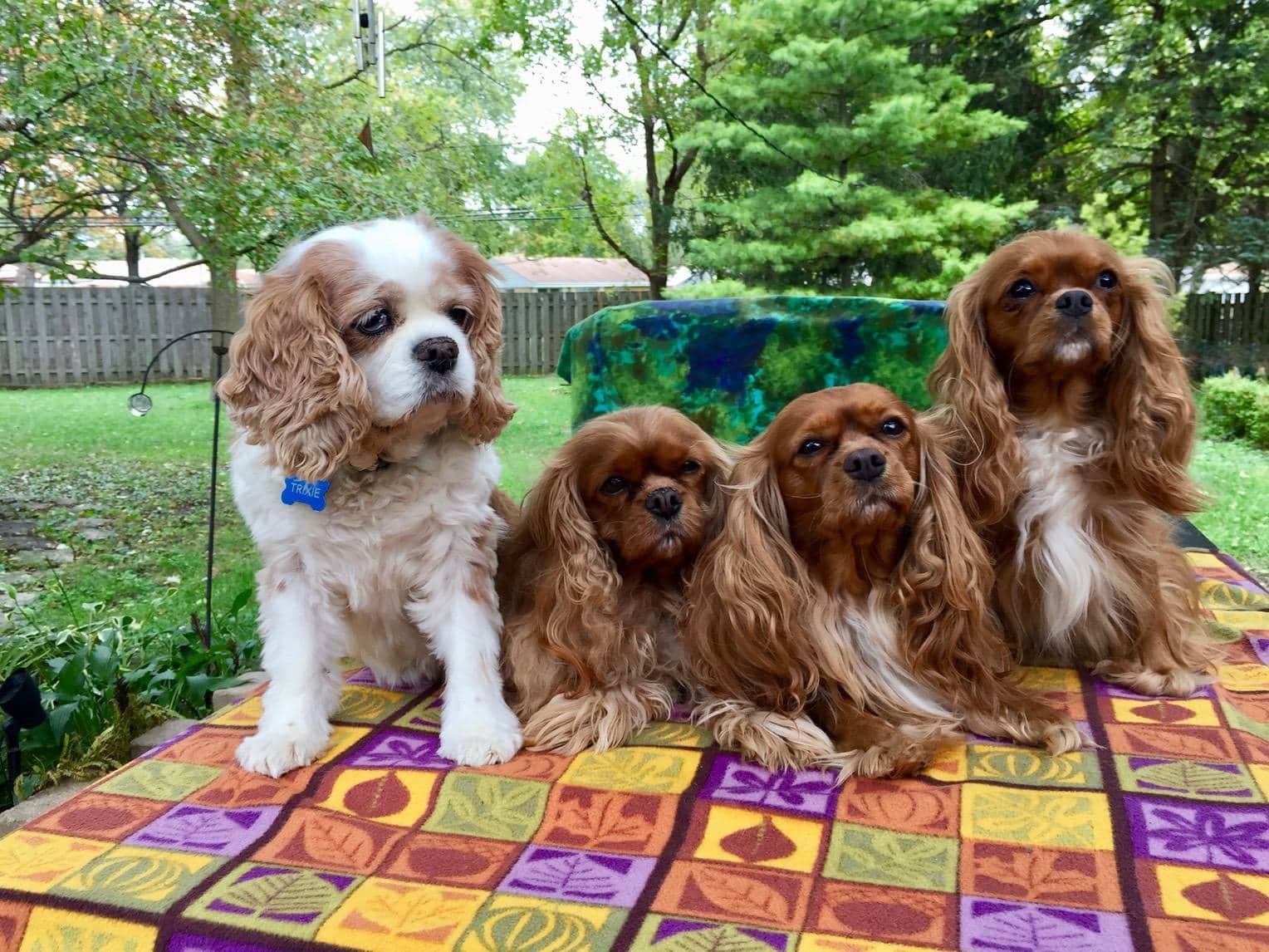 6 Best Cavalier King Charles Breeders in Illinois!