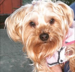 can yorkies have floppy ears