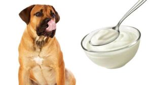 is vanilla yogurt bad for dogs