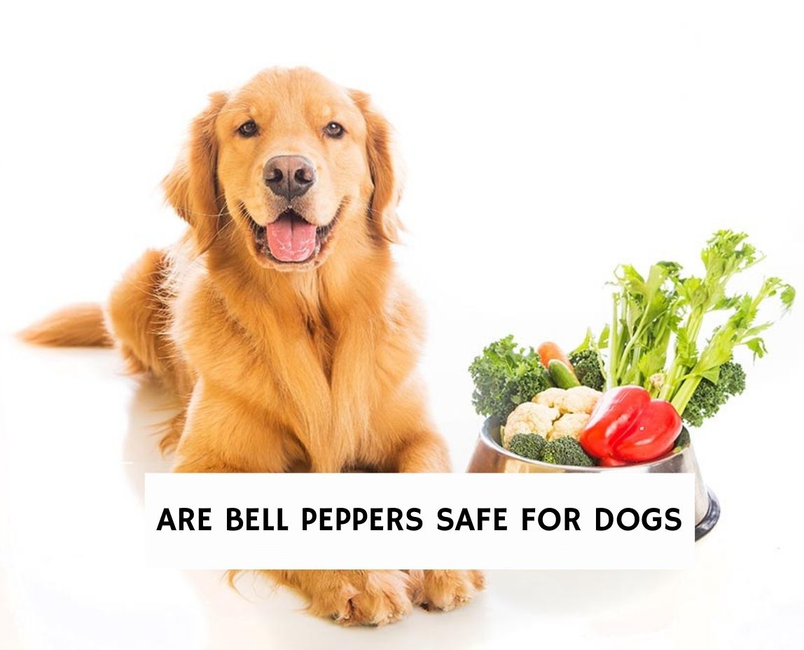 are cooked bell peppers bad for dogs