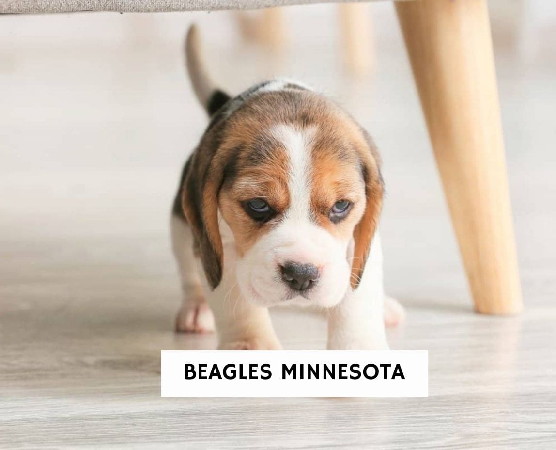 Beagles Minnesota