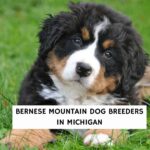 Bernese Mountain Dog Breeders in Michigan