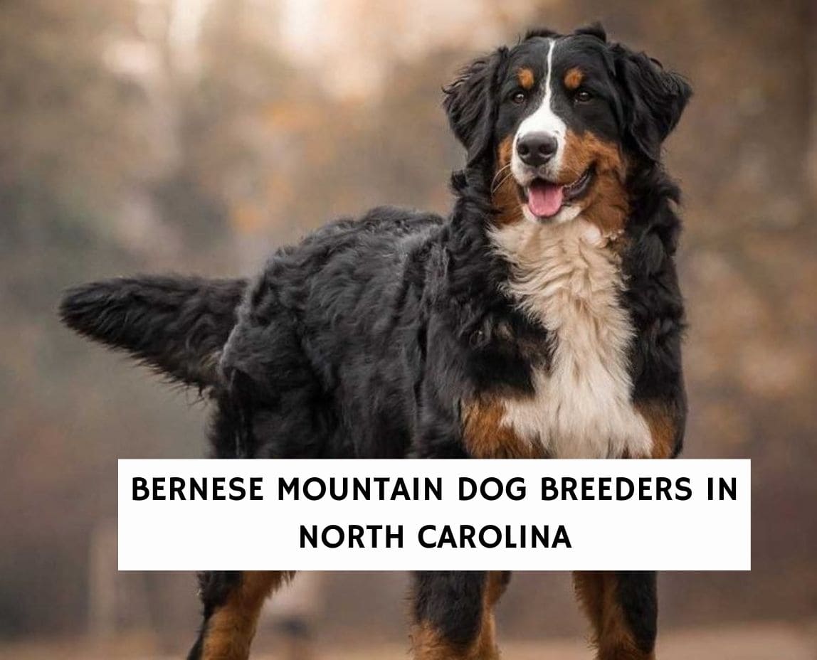 what size crate does a bernese mountain dog need