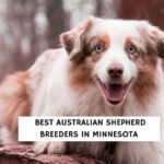 Best Australian Shepherd Breeders in Minnesota