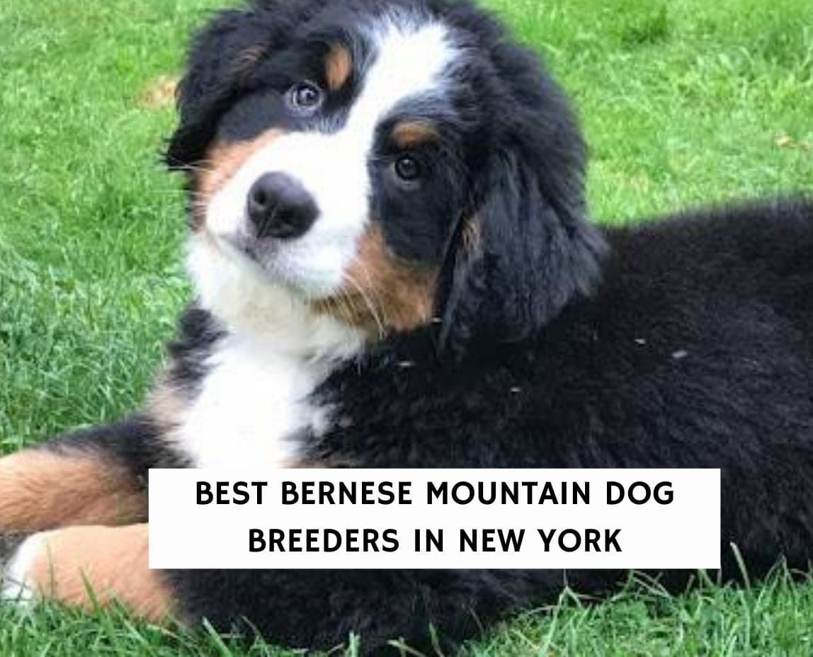 are bernese mountain dogs good dogs