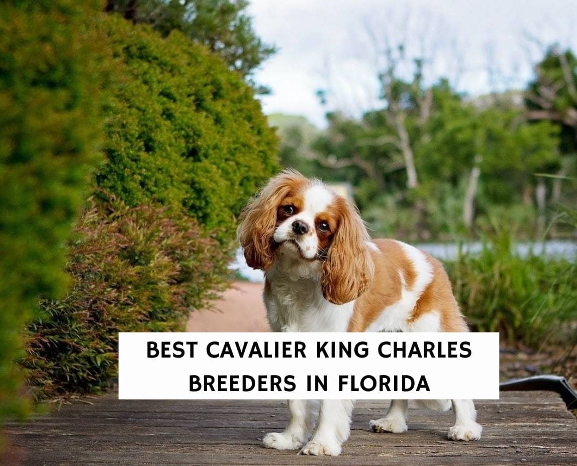 Best Cavalier King Charles Breeders in Florida 