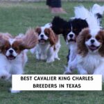 Best Cavalier King Charles Breeders In Texas