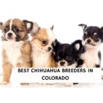 Best Chihuahua Breeders in Colorado