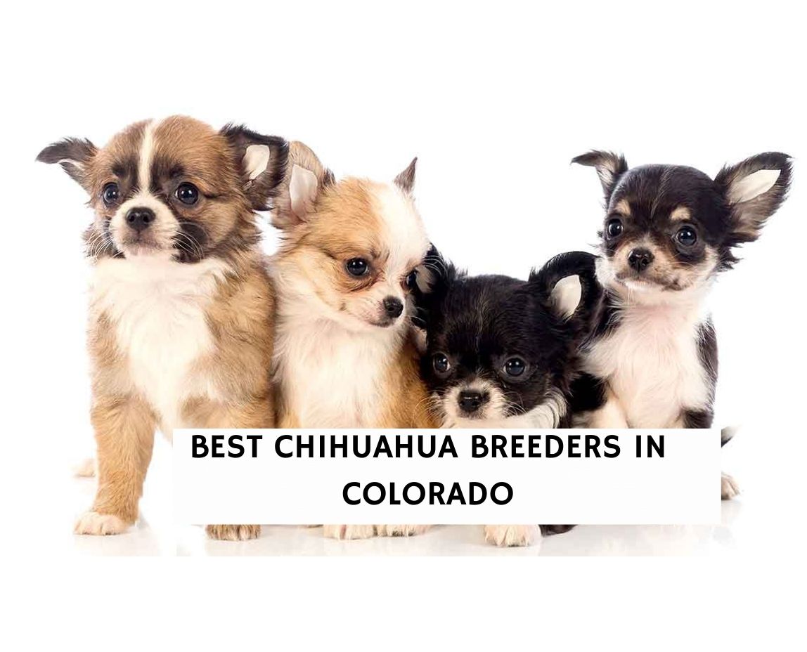 salida colorado craigslist pets