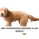 Best Goldendoodle Breeders Los Angeles