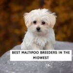 Best Maltipoo Breeders in the Midwest