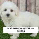 Best Maltipoo Breeders Oregon