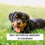 Best Rottweiler Breeders in Colorado