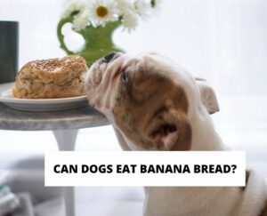 Can Dogs Eat Banana Bread? - We Love Doodles