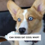 Can Dogs Eat Cool Whip?