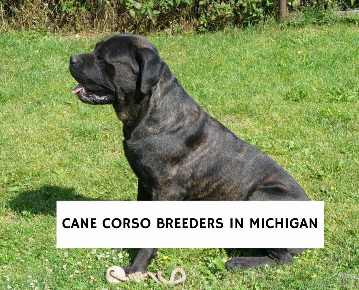 king cane corso dogs/cane corso puppies for sale michigan