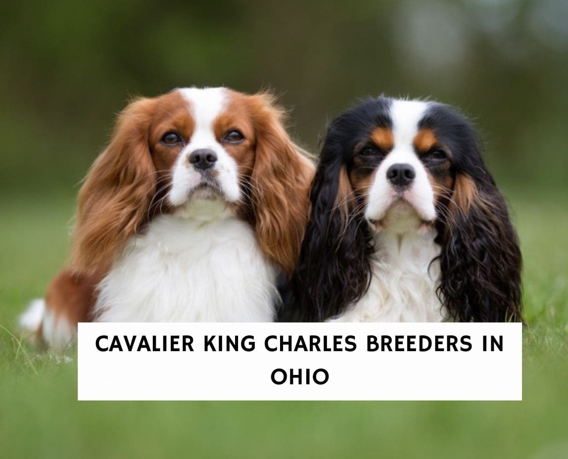 King charles for adoption best sale near me