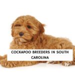 Cockapoo Breeders in South Carolina