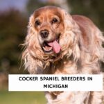 Cocker Spaniel Breeders in Michigan