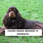 Cocker Spaniel Breeders in Minnesota