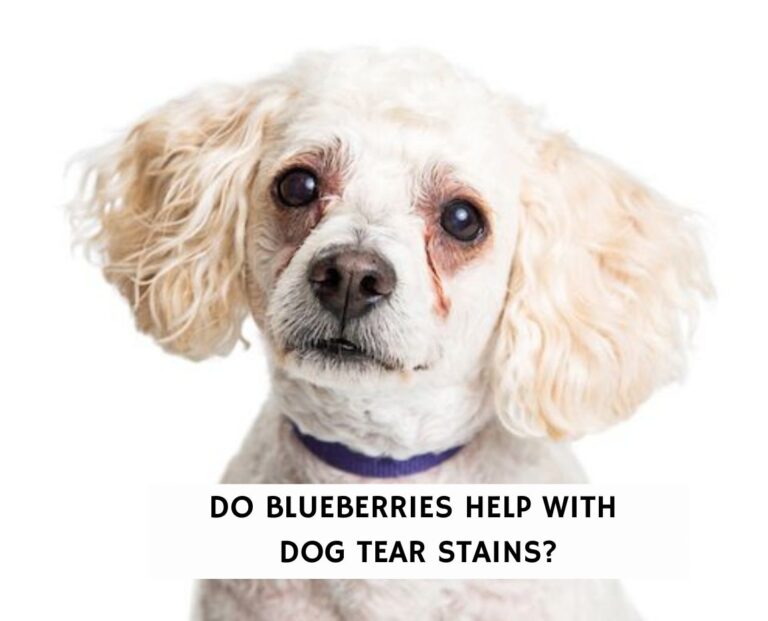 Do Blueberries Help With Dog Tear Stains?