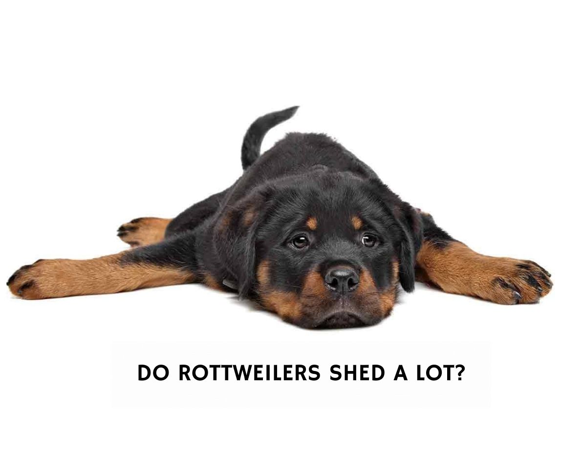 are rottweilers at incresed risk for thyroid crisis