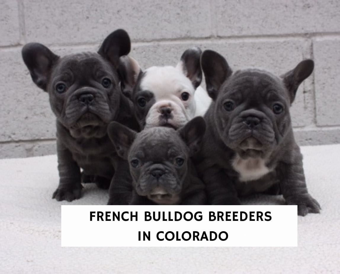 7 Best French Bulldog Breeders In Colorado 2022 We Love Doodles