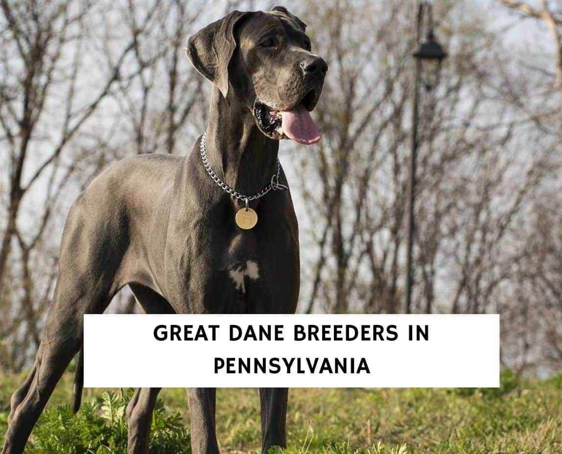 Great Dane Breeders In Pennsylvania