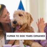 Human-To-Dog Years, Explained!