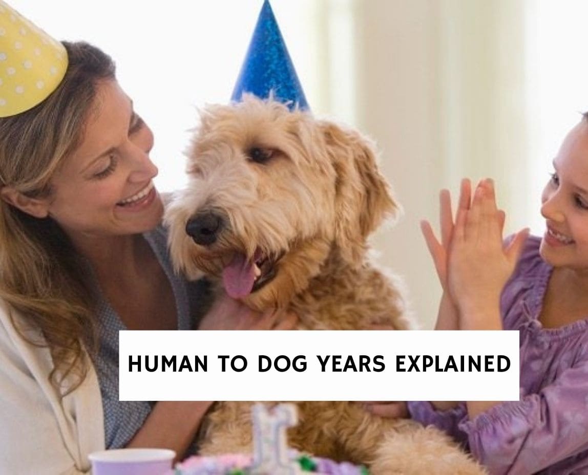 what is the difference between a human and a dog