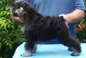 Glojan Miniature Schnauzers in ohio