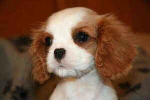 Robbie's Cavaliers breeder