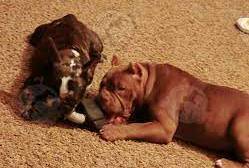 Blanton’s Bullies