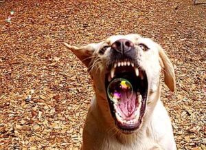 Don’t Dogs Have Uvulas