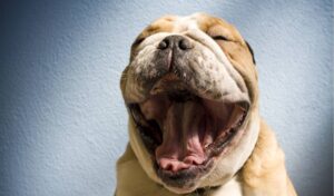 Do Dogs Have Tonsils