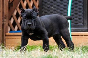 king cane corso dogs/cane corso puppies for sale michigan