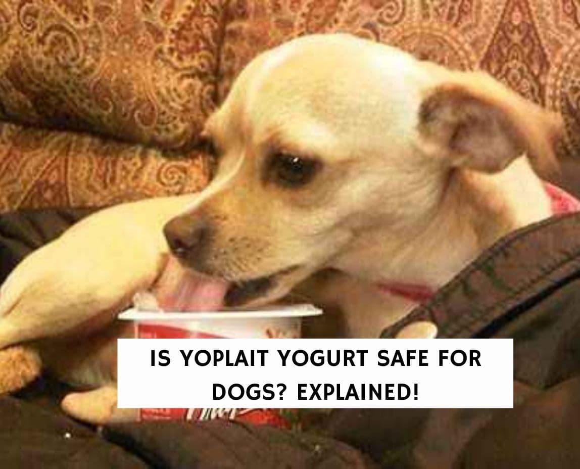 is vanilla yogurt ok for dogs