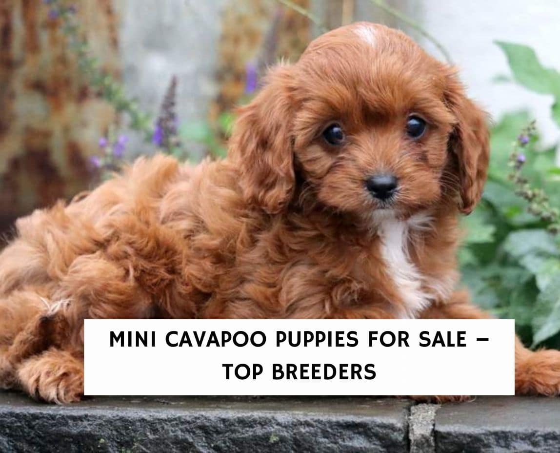 Toy cavapoo breeders near me sale