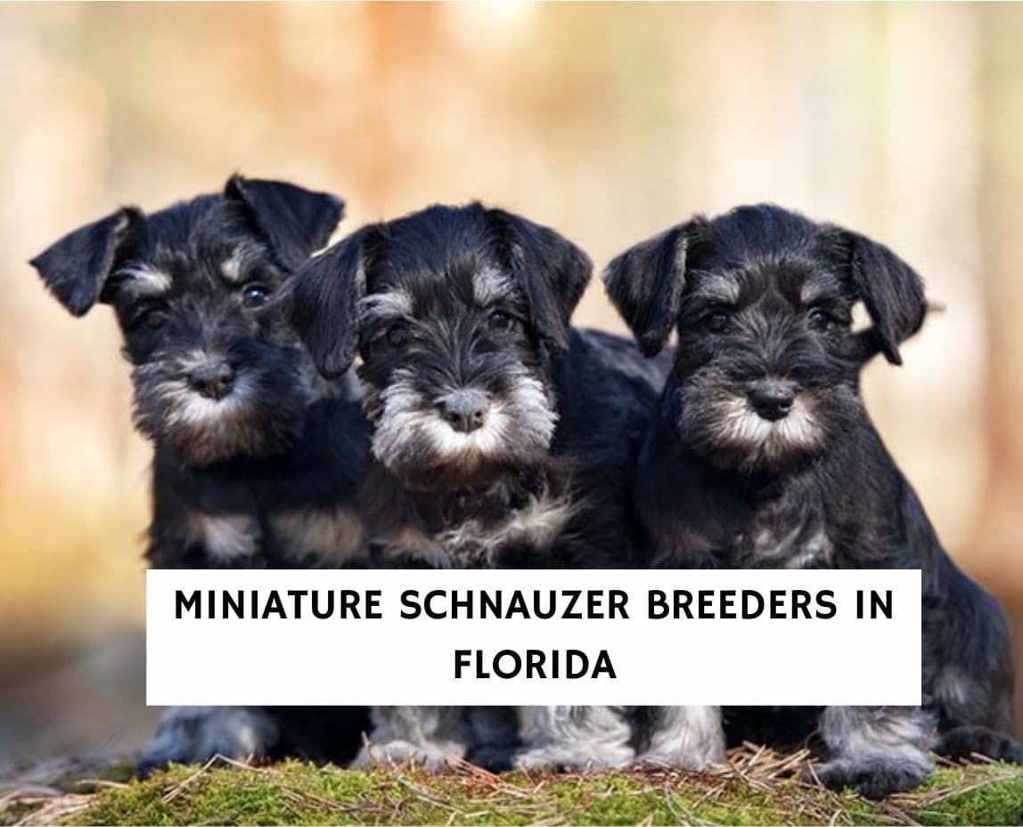 show quality miniature schnauzer puppies