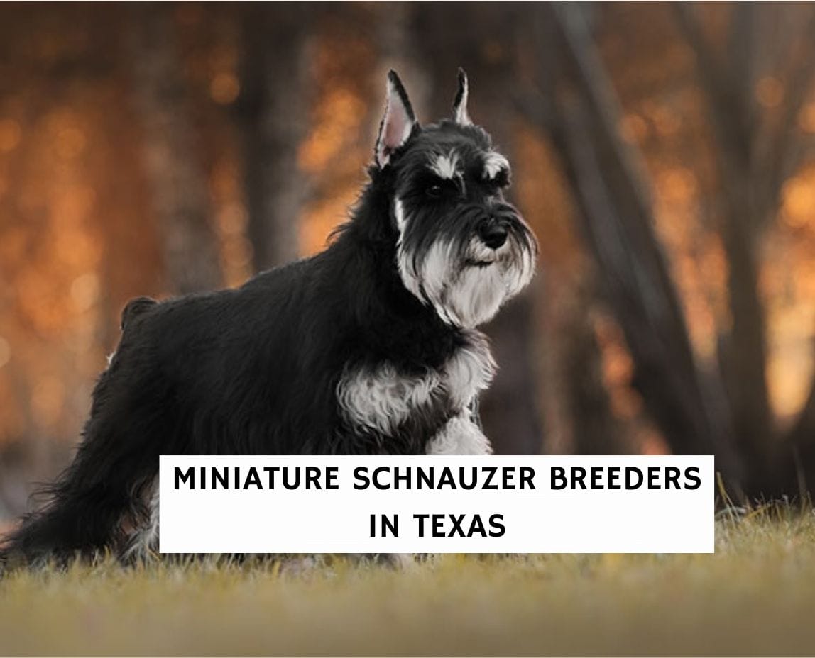 are schnauzer german shepherds the right dog for you