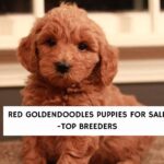 Red Goldendoodles Puppies For Sale-Top Breeders